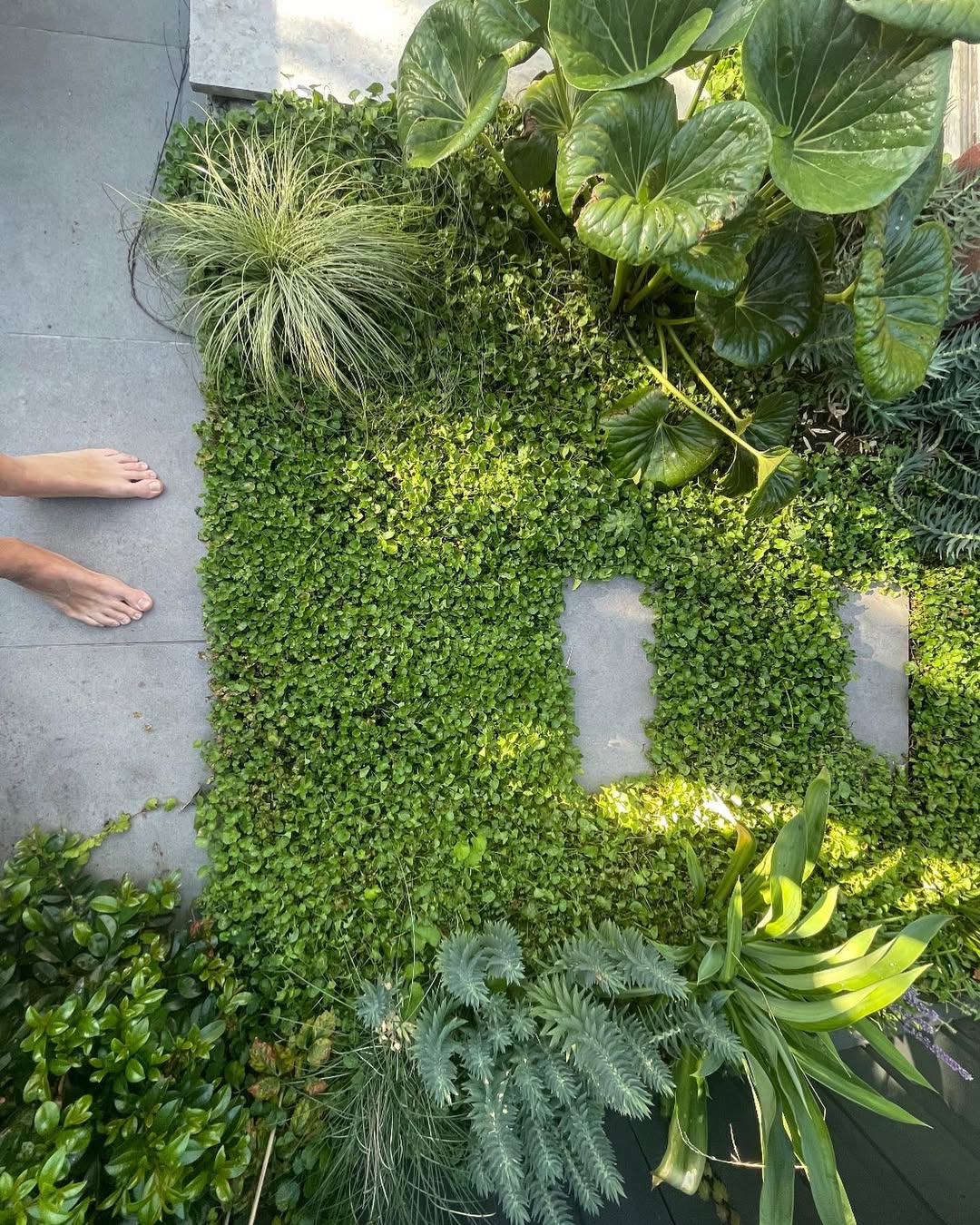 Low maintenance garden Melbourne